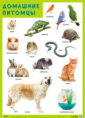 Домашние питомцы, производитель МОЗАИКА-СИНТЕЗ , ISBN 978-5-43150-181-4№ 1