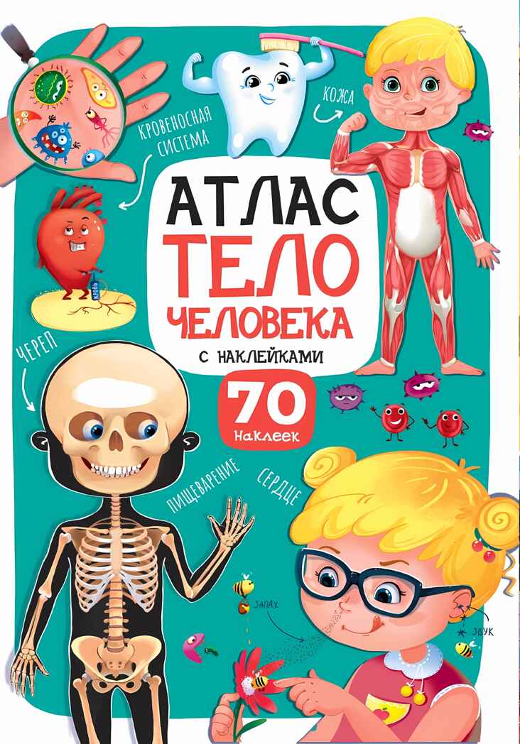 Атлас. Тело человека, производитель Проф-Пресс , ISBN 978-5-37833-999-0, № 1