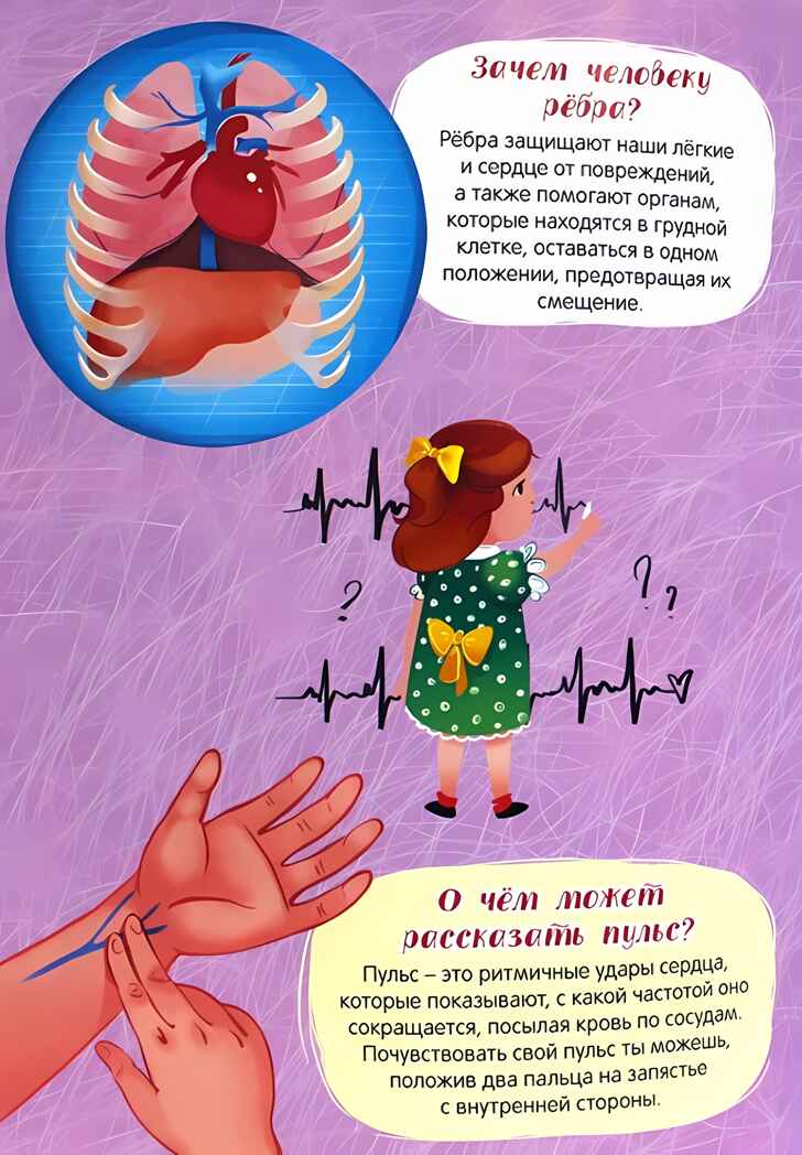 Атлас. Тело человека, производитель Проф-Пресс , ISBN 978-5-37833-999-0, № 2