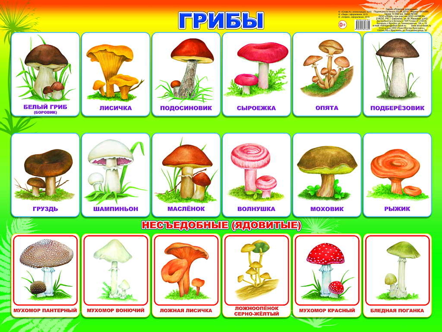 Грибы. Обучающие карточки, производитель Слово , ISBN 978-5-91282-754-9, № 1