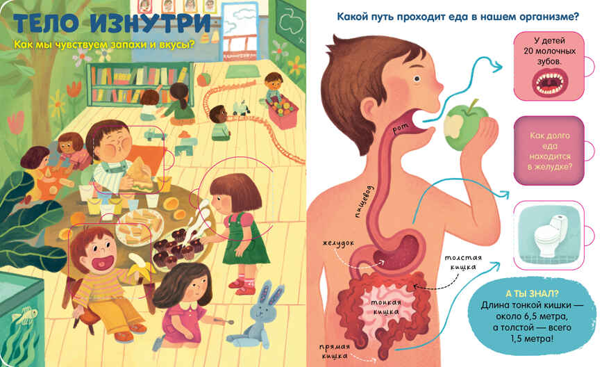 Книжка с окошками. Тело человека, производитель Клевер (Clever) , ISBN 978-5-00211-697-3, № 3