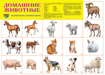 Демонстрационный плакат А2. Домашние животные, производитель Сфера ТЦ , ISBN 978-5-99490-491-6, № 1