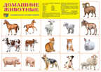 Демонстрационный плакат А2. Домашние животные, производитель Сфера ТЦ , ISBN 978-5-99490-491-6, № 1