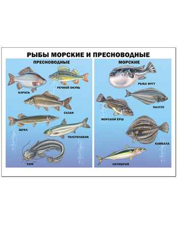 Плакат. Рыбы морские и пресноводные, производитель Проф-Пресс , ISBN 978-5-37817-372-3№ 1