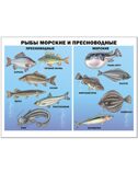 Плакат. Рыбы морские и пресноводные, производитель Проф-Пресс , ISBN 978-5-37817-372-3, № 1