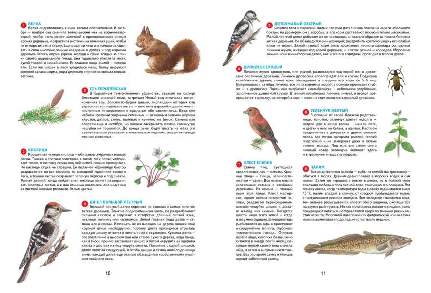 Времена года. Иллюстрированная энциклопедия, производитель Махаон , ISBN 978-5-38927-530-0, № 4