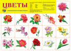 Демонстрационный плакат А2. Цветы садовые, производитель Сфера ТЦ , ISBN 978-5-99490-501-2, № 1