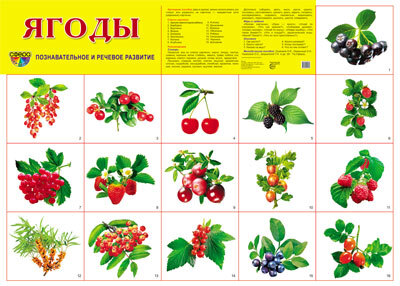 Демонстрационный плакат А2. Ягоды, производитель Сфера ТЦ , ISBN 978-5-99490-528-9, № 1
