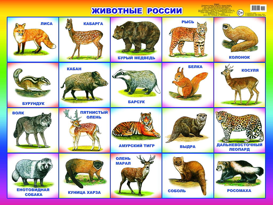 Животные России. Плакаты на картоне, производитель Слово , № 1