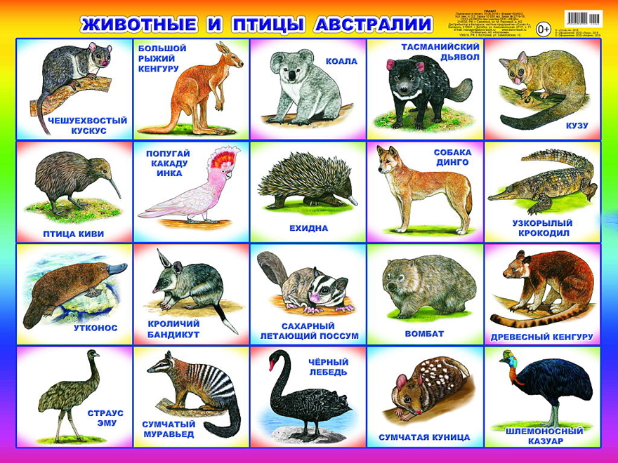 Животные и птицы Австралии. Плакаты на картоне, производитель Слово , № 1