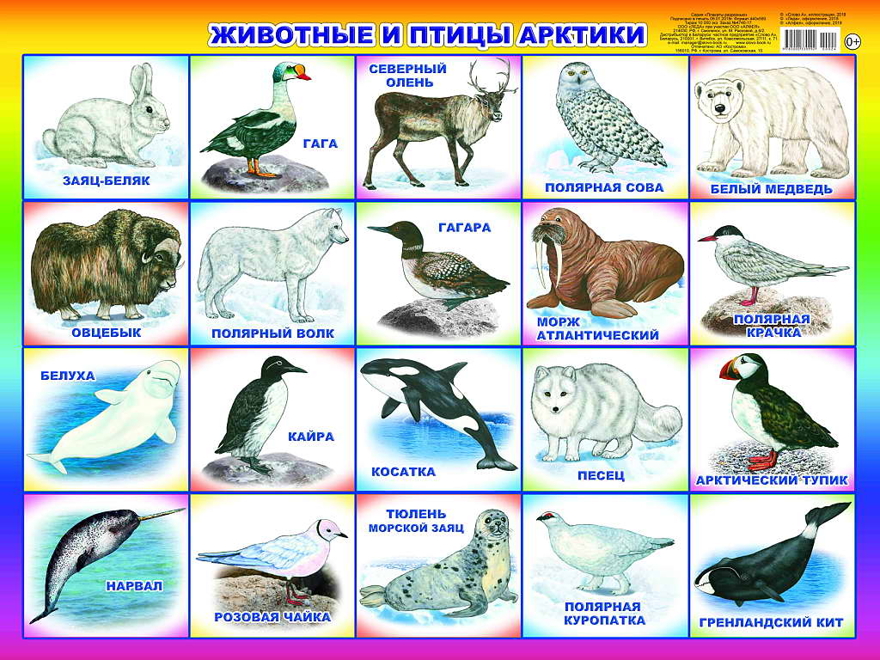 Животные и птицы Арктики. Плакаты на картоне, производитель Слово , № 1