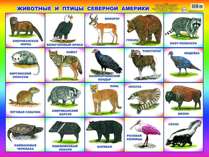 Животные и птицы Северной Америки. Плакаты на картоне, производитель Слово , № 1