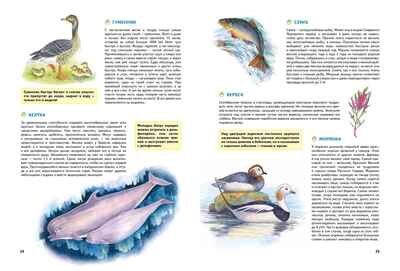 Природа России. Иллюстрированная энциклопедия, производитель Махаон , ISBN 978-5-38927-440-2№ 4