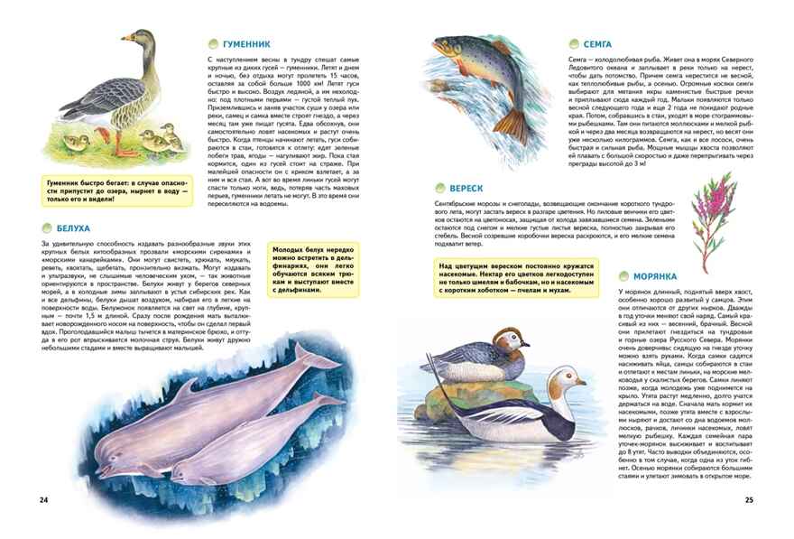 Природа России. Иллюстрированная энциклопедия, производитель Махаон , ISBN 978-5-38927-440-2, № 4