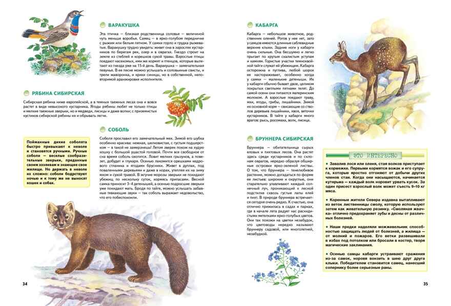 Природа России. Иллюстрированная энциклопедия, производитель Махаон , ISBN 978-5-38927-440-2, № 7