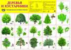 Демонстрационный плакат А2. Деревья и кустарники, производитель Сфера ТЦ , ISBN 978-5-99490-529-6, № 1