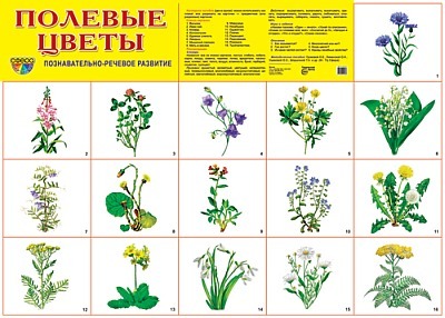 Демонстрационный плакат А2. Полевые цветы, производитель Сфера ТЦ , ISBN 978-5-99490-562-3, № 1