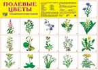 Демонстрационный плакат А2. Полевые цветы, производитель Сфера ТЦ , ISBN 978-5-99490-562-3, № 1