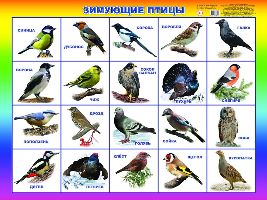 Зимующие птицы. Плакаты на картоне, производитель Слово , ISBN 978-5-91282-849-2, № 1