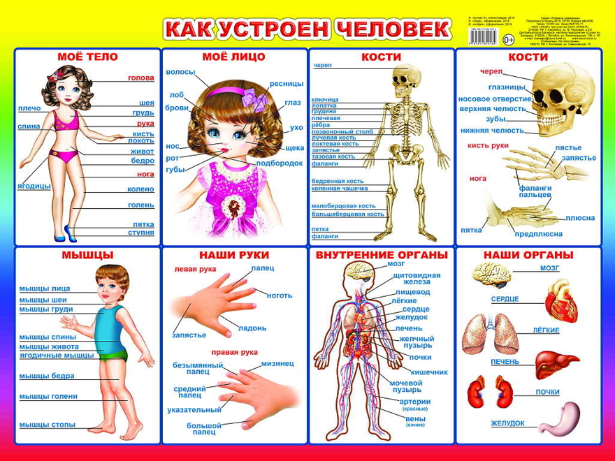 Как устроен человек. Плакаты на картоне, производитель Слово , ISBN 978-5-91282-018-2, № 1
