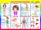 Как устроен человек. Плакаты на картоне, производитель Слово , ISBN 978-5-91282-018-2, № 1