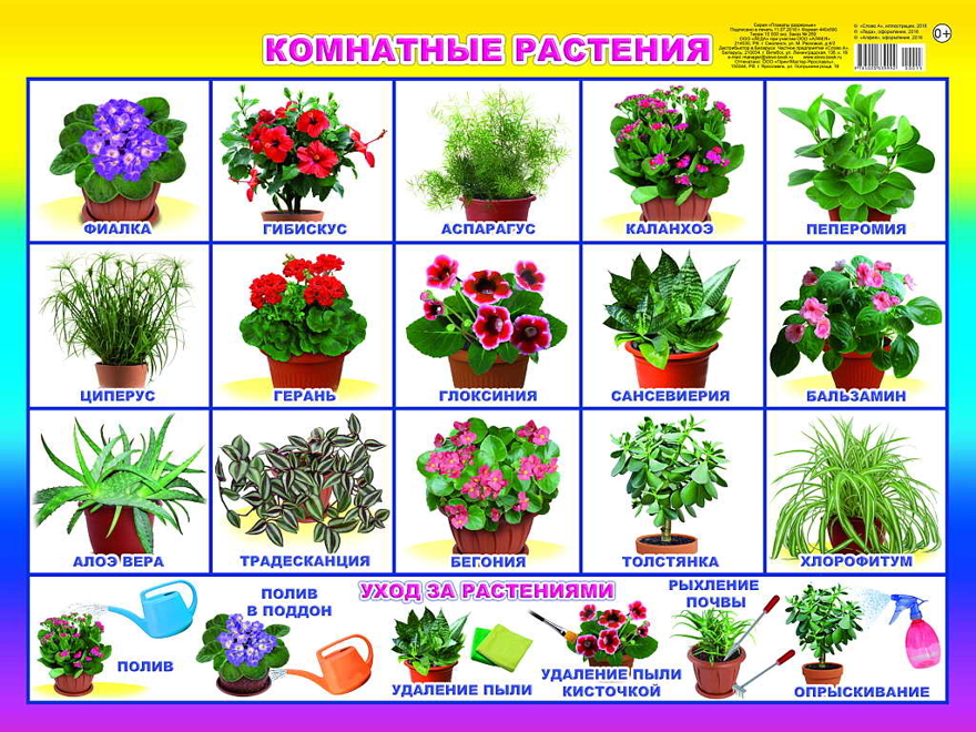 Комнатные растения. Плакаты на картоне, производитель Слово , № 1