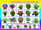 Комнатные растения. Плакаты на картоне, производитель Слово , № 1