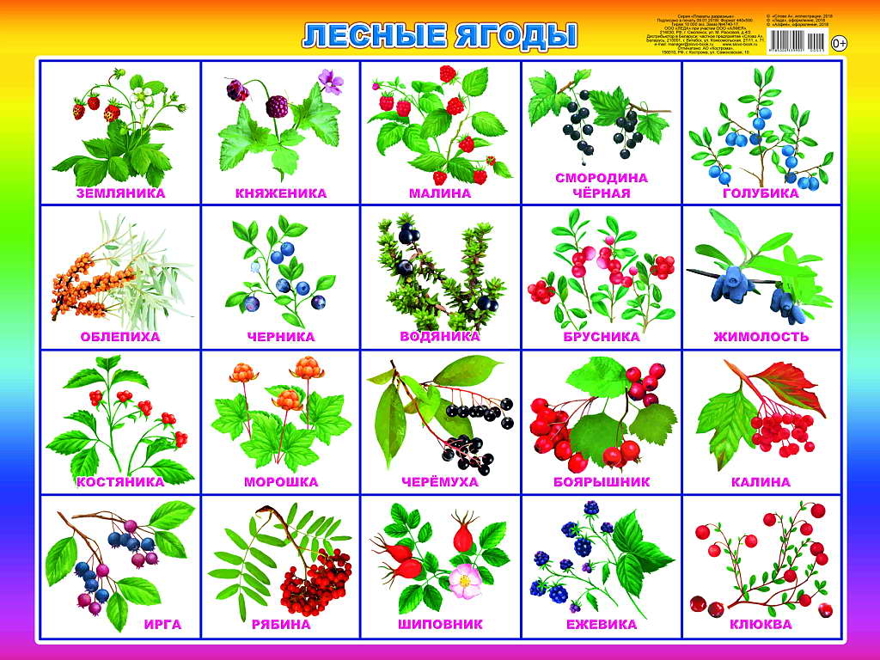 Лесные ягоды. Плакаты на картоне, производитель Слово , № 1