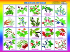 Лесные ягоды. Плакаты на картоне, производитель Слово , № 1