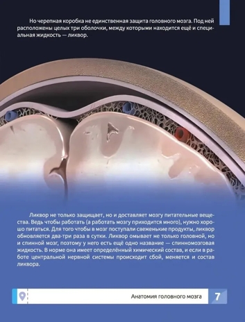 Мозг человека. Самая умная энциклопедия., производитель Феникс ТД, ISBN 978-5-22245-145-8№ 6