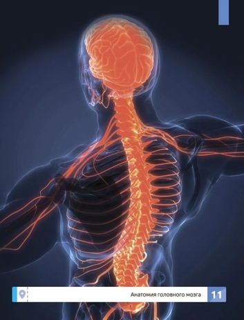 Мозг человека. Самая умная энциклопедия., производитель Феникс ТД, ISBN 978-5-22245-145-8№ 8