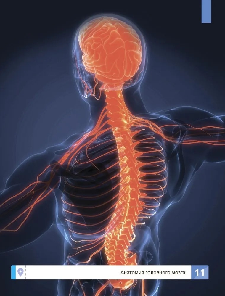 Мозг человека. Самая умная энциклопедия., производитель Феникс ТД, ISBN 978-5-22245-145-8, № 8