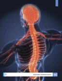 Мозг человека. Самая умная энциклопедия., производитель Феникс ТД, ISBN 978-5-22245-145-8, № 8