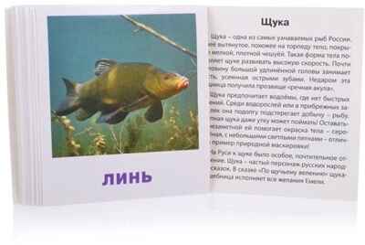 Умный малыш. Пресноводные рыбы. Набор карточек для детей. Малунова М.В. IQ-малыш, производитель Айрис-пресс , ISBN 978-5-81126-505-3№ 2