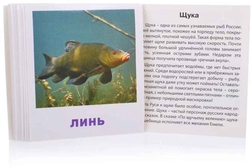 Умный малыш. Пресноводные рыбы. Набор карточек для детей. Малунова М.В. IQ-малыш, производитель Айрис-пресс , ISBN 978-5-81126-505-3, № 2
