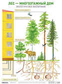 Плакат. Лес — многоэтажный дом, производитель МОЗАИКА-СИНТЕЗ , ISBN 978-5-43150-641-3, № 1