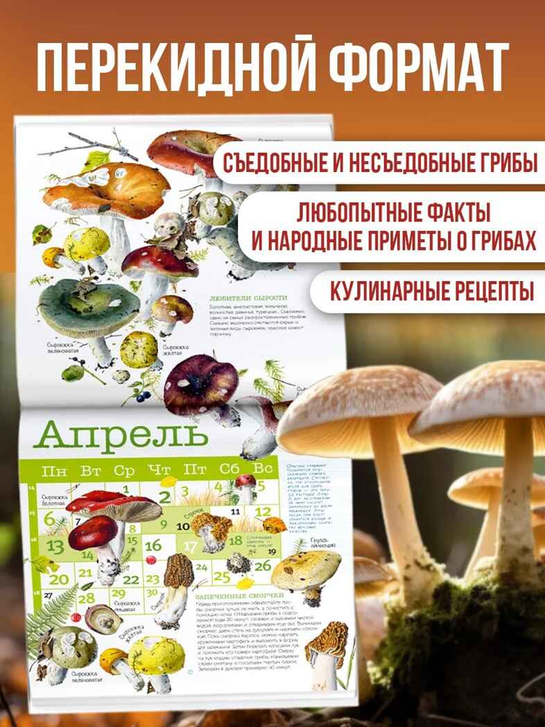 Календарь Грибы 2026 год, производитель АСТ , ISBN 978-5-17173-963-8, № 2