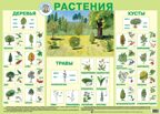 Растения. Плакат для детей серии Мир вокруг меня, производитель Маленький Гений-Пресс , ISBN 460-7-05409-006-1, № 1
