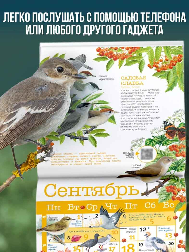 Календарь Птицы России с голосами 2026 год, производитель АСТ , ISBN 978-5-17173-961-4, № 2