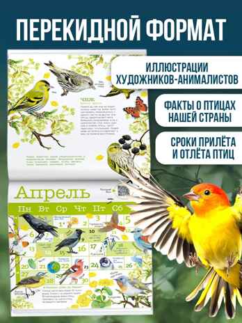 Календарь Птицы России с голосами 2026 год, производитель АСТ , ISBN 978-5-17173-961-4№ 3