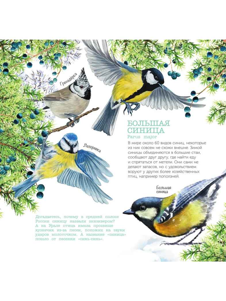 Календарь Птицы России с голосами 2026 год, производитель АСТ , ISBN 978-5-17173-961-4, № 7