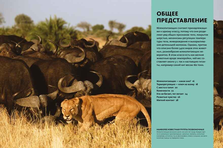 Тайны животных. Большая иллюстрированная энциклопедия, производитель Махаон , ISBN 978-5-38921-319-7, № 4