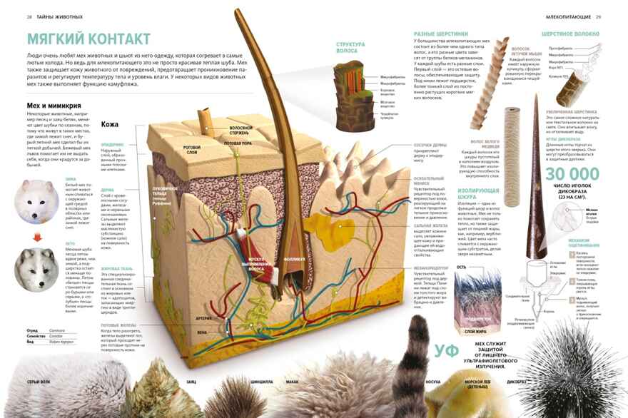 Тайны животных. Большая иллюстрированная энциклопедия, производитель Махаон , ISBN 978-5-38921-319-7, № 8