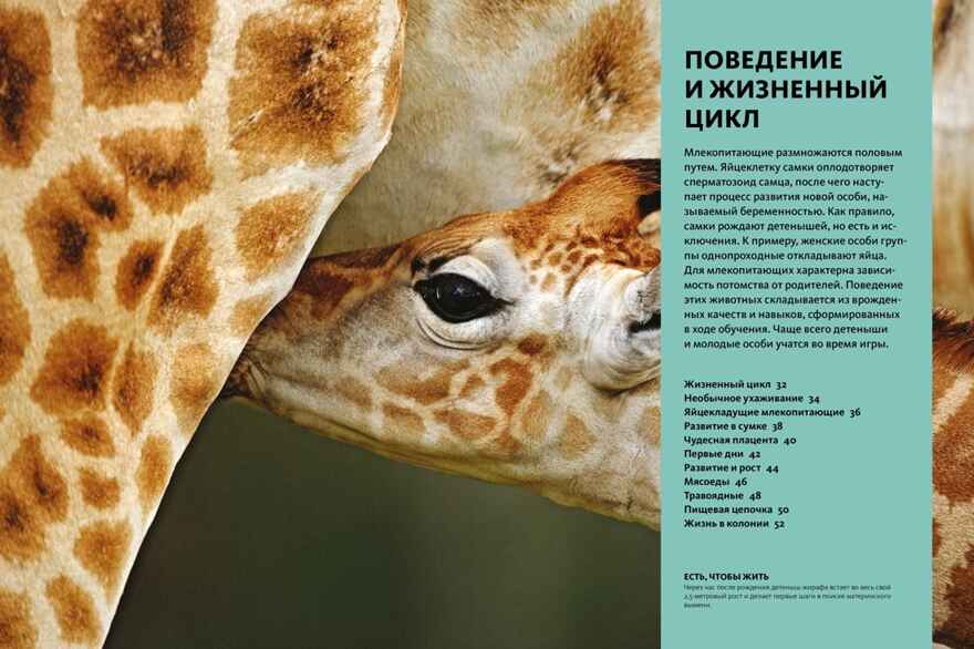Тайны животных. Большая иллюстрированная энциклопедия, производитель Махаон , ISBN 978-5-38921-319-7, № 9