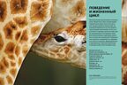Тайны животных. Большая иллюстрированная энциклопедия, производитель Махаон , ISBN 978-5-38921-319-7, № 9
