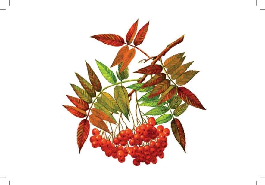 Картотека предметных картинок. Выпуск 2. Деревья, кустарники. 3-7 лет.ФГОС. Наглядный дидактический материал, производитель Детство-Пресс , ISBN 978-5-90693-797-1, № 5
