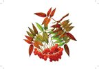 Картотека предметных картинок. Выпуск 2. Деревья, кустарники. 3-7 лет.ФГОС. Наглядный дидактический материал, производитель Детство-Пресс , ISBN 978-5-90693-797-1, № 5