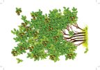 Картотека предметных картинок. Выпуск 2. Деревья, кустарники. 3-7 лет.ФГОС. Наглядный дидактический материал, производитель Детство-Пресс , ISBN 978-5-90693-797-1, № 7