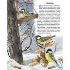 Зимующие птицы России. Обучающие карточки. Большой формат. (Картон), производитель Литур , ISBN 978-5-97801-646-8, № 3