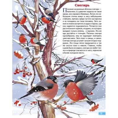 Зимующие птицы России. Обучающие карточки. Большой формат. (Картон), производитель Литур , ISBN 978-5-97801-646-8№ 4